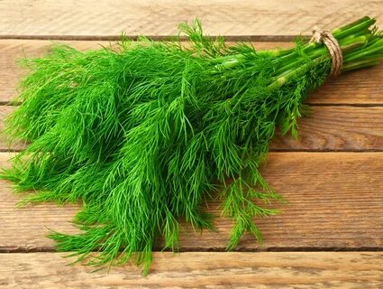 فروشنده شوید خشک سرگل ممتاز در اصفهان